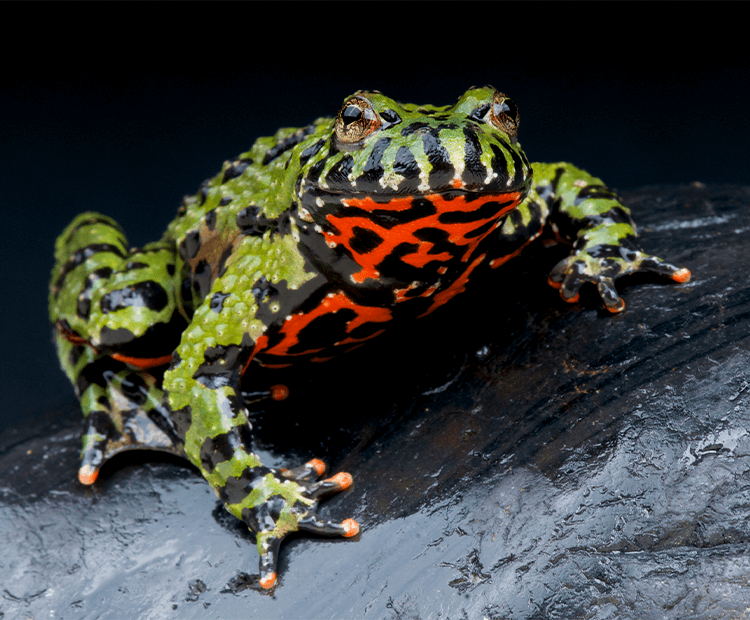 Oriental fire-bellied toad on a rock. 