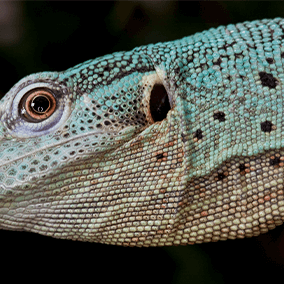 Close up of a lizard's ear. 