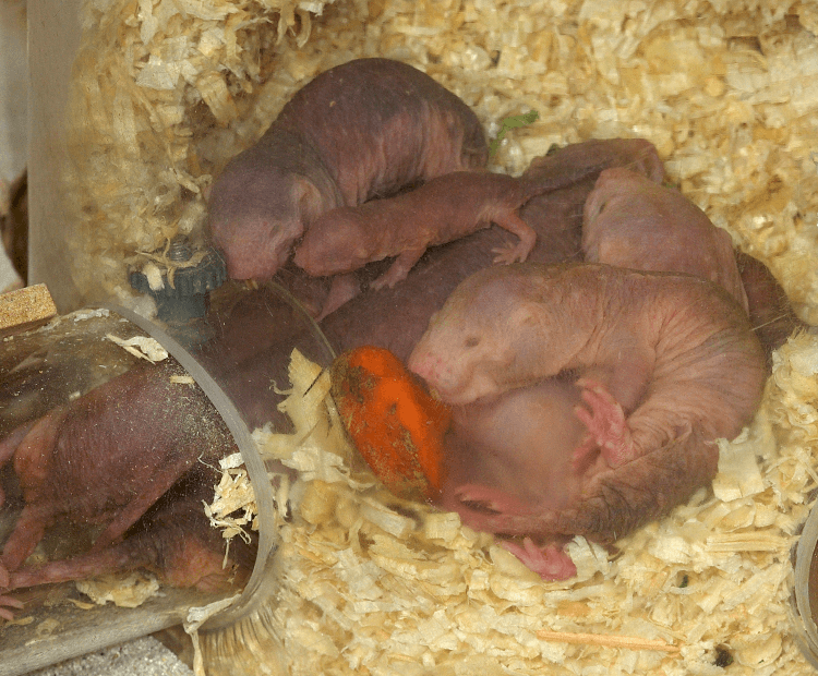 Naked mole rat colony