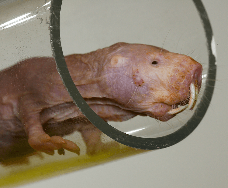 Close up of naked mole rat in a tube