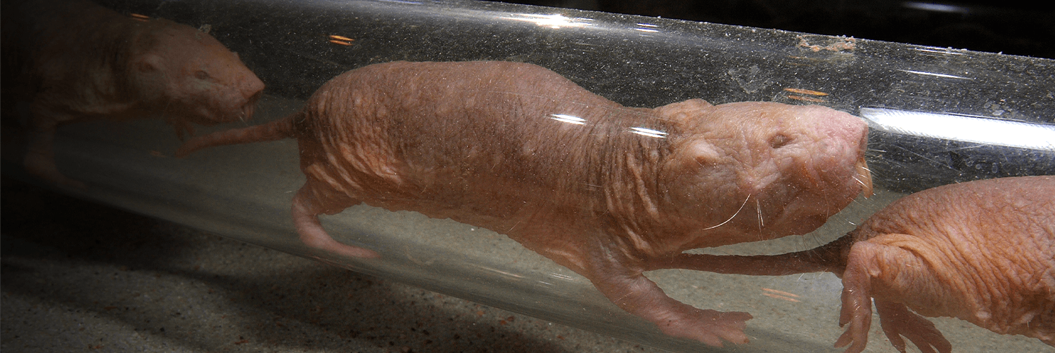 Naked mole rats walking through a tube