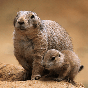 Prarie dog mom and pup. 