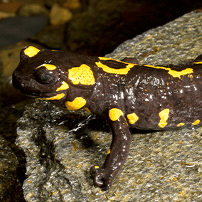 European fire salamander. 