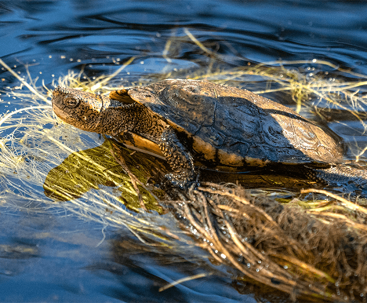 Pond Turtle in water. 