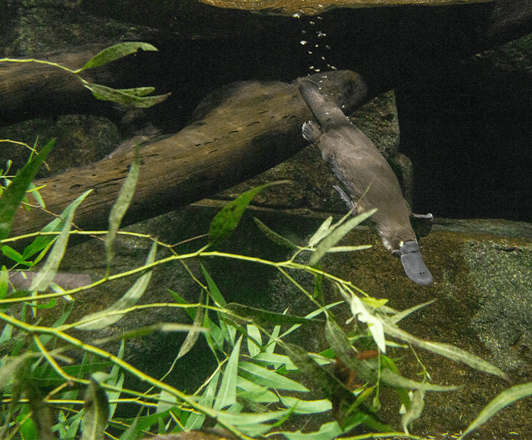 Platypus swimming behind bamboo