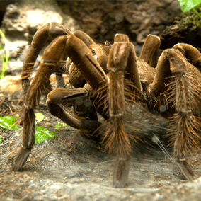 Goliath bird-eating spider | San Diego Zoo Kids