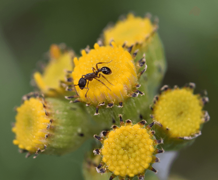 Ant eating nectar from a flower