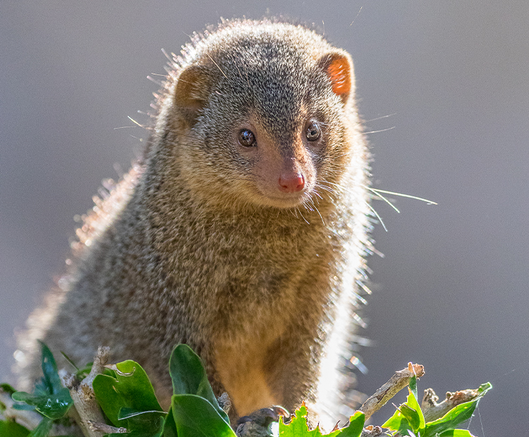 A mongoose sitting on some foliage. It is a small mammal with brown and grey fur.