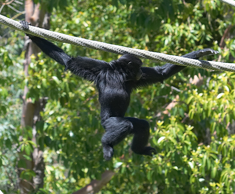 A siamang swinging on a rope