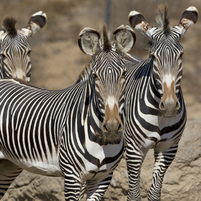 Three zebras standing together