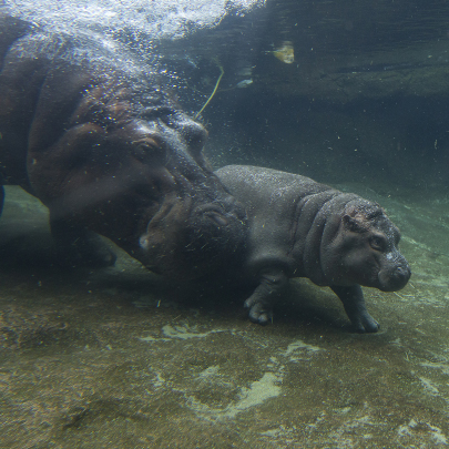 Baby hippo walking underwater with its mother near behind