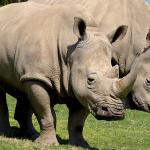 A pair of Southern White Rhinos
