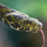Close-up of a Man Mountain pit viper with it's pink tongue flicking 