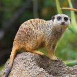 A meerkat stands on all fours on a dirt mound, looking at the camera