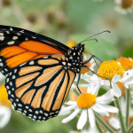 Monarch butterfly on flowers.