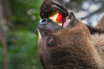 Two-toed sloth eating a red apple with one claw while hanging upside down.