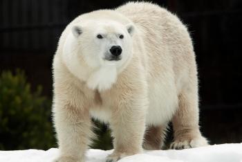 Polar bear standing on snow