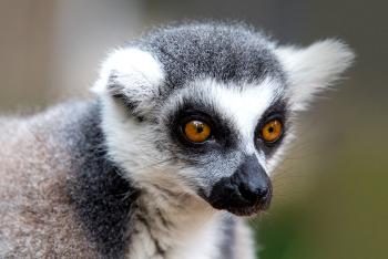Ring-tailed lemur face