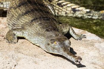 Gharial laying on sandy river bank.