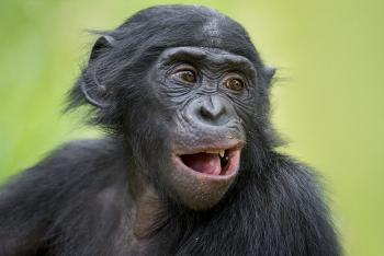 bonobo looking right.