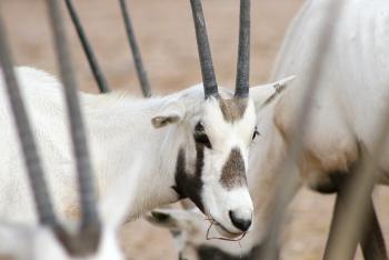 Arabian oryx eating hay.